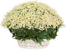 Цветочная композиция из Ромашки в корзине #REPLACE_PRED# Глотовке